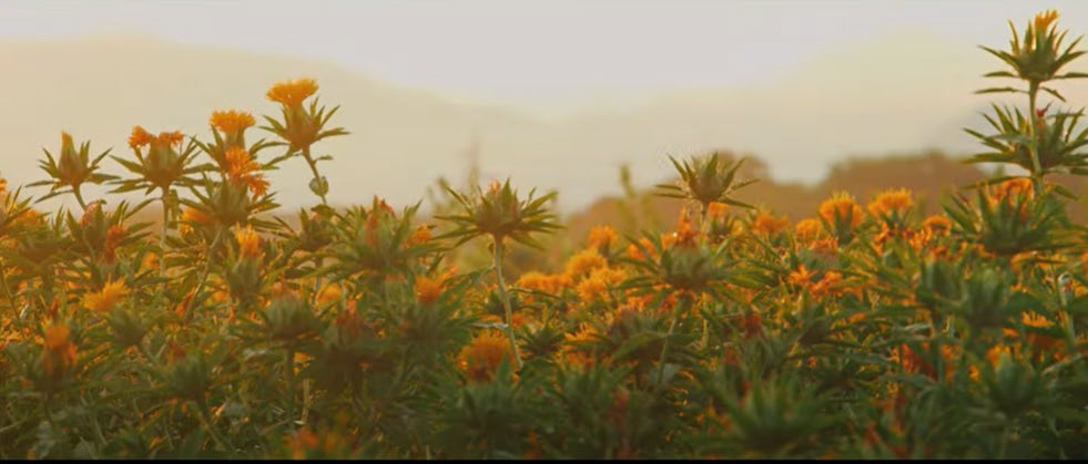 映画「紅花の守人」佐藤広一監督×葉加瀬太郎氏楽曲“Safflowers”